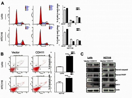 Figure 3 Flow cytometric analysis. (A) Overexpression of CDH11induced LoVo and HCT116 cell cycle arrest at G0-G1. Left: Representative distribution of cell cycles. Right: statistical summary of flow cytometry data. Values were assessed by Student’s t-test. The graph displays the mean ± SD of three independent experiments (**p<0.01); (***p<0.001). (B) The apoptosis rate of control vector andectopic expression of CDH11 in LoVo and HCT116 cell was detected by flow cytometric analysis with Annexin V-FITC and PI-staining (***p<0.001). (D) Western blot analysis of four classic markers of apoptosis, cleaved-PARP, Bax, cleaved-caspase 3, cleaved-caspase 9 in vector- and CDH11-transfectedLoVo and HCT116 cells, β-actin as a control.