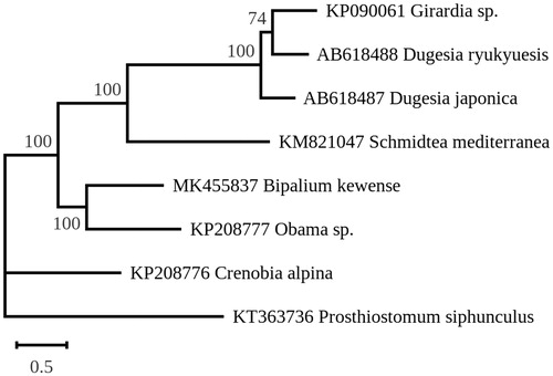 Figure 1. Maximum Likelihood tree obtained on concatenated amino-acid sequences of all mitochondrial proteincoding genes from Bipalium kewense and other flatworms, using the MtArt model of evolution and after 100 bootstrap replications.
