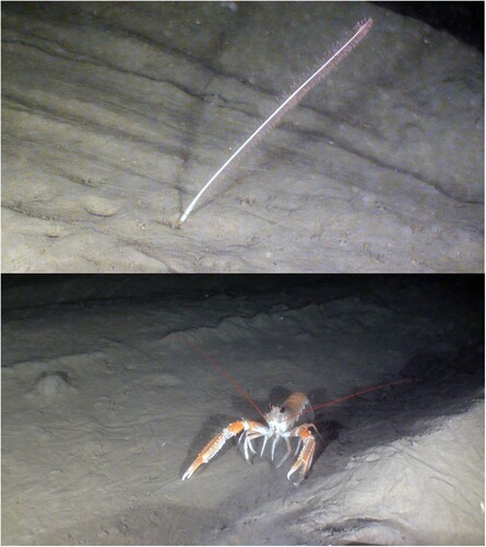 Figure 11. Trawl marks at station NT2. At the top is a Funiculina colony in front of lines from chain or bobbins. Below, is a squat lobster Nephrops norvegicus in between trawl marks.