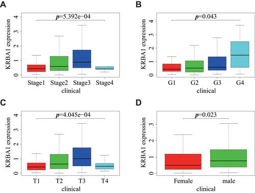 Figure 2 Relationship between KRBA1 expression and clinicopathological features. (A) stage; (B) grade; (C) T classification; (D) gender.