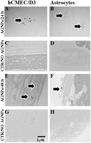 Figure 8. Intracellular trafficking of 50 nm AgNPs in endothelial cells and astrocytes. Transmission electron microscopy (TEM) shows that AgNPs accumulated in endothelial cells (A,E) and in astrocytes (B,F) after 24 and 48 h exposure. The controls of endothelial cells and astrocytes are displayed as panel (C,G) and (D,H), respectively. Scale bar 1 µm.
