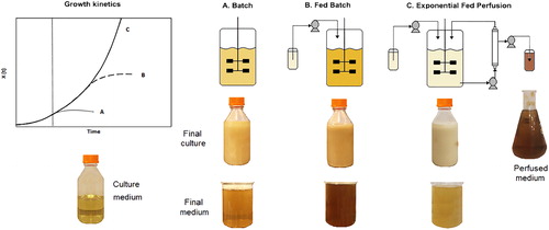 Figure 1. Modes of operation of bioreactors for pDNA production and medium colour comparison.