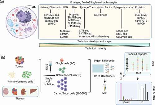 Figure 1. (a) Single-cell-based technologies and their technical maturity. Single-cell proteomics (SCP) is the most recent and emerging technique among most single-cell methods. (b) Mass spectrometry-based single-cell proteomics (scMS) workflow that uses a carrier proteome (e.g. SCoPE-MS).