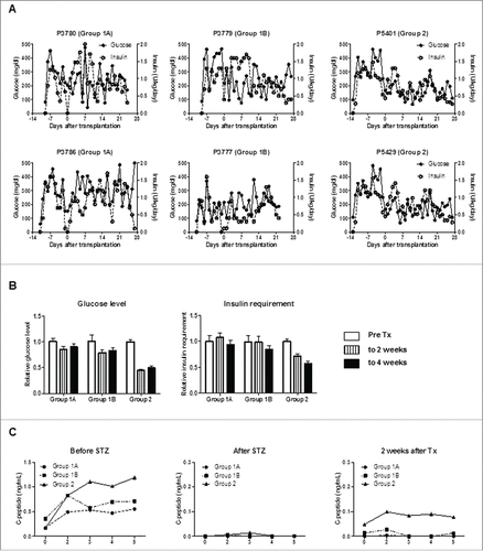 Figure 3. An increased number of transplanted islets with BMX-001 treatment of islets lead to improved glyco-metabolic control. (A) Daily blood glucose levels (left y-axis) and exogenous insulin requirements (right y-axis) in each pig in Groups 1 and 2. Blood glucose levels (but not insulin requirements) decreased in one Group1A pig (3780; p<0.05) and in one Group1B pig (3779; p<0.01). Blood glucose levels and insulin requirements decreased significantly in both Group2 pigs (p<0.01). (B) Mean blood glucose levels (left panel) and mean exogenous insulin requirements (right panel) before islet transplantation (pre-transplant, white bar), during the first 2 weeks after transplantation (striped bar), and thereafter (2 to 4 weeks, black bar) in each group were calculated to compare the changes after transplantation without the influence of daily fluctuation. The mean daily values in each group were divided by the mean of the pre-transplant period, and the ratio of this value for each group is shown (n = 2). Both glucose levels and insulin requirements decreased after transplantation in Group2. Data are mean ± SEM. (C) C-peptide levels in response to arginine stimulation before (left panel), after STZ (middle panel), and 2 weeks after transplantation (right panel). Following baseline blood sampling at 0 min, arginine was injected over a 1-min period. Additional blood samples were collected at 2, 3, 4, and 5 min following injection. C-peptide secretion was abrogated by STZ, and partially recovered following islet transplantation (n = 2).