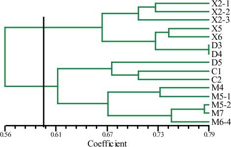 Figure 2. UPGMA dendrogram of 15 P. betulinus strains based on Jaccard's coefficient of ISSR marker.
