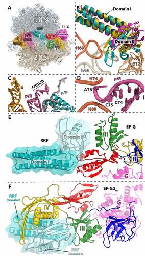 Figure 4. Pre-recycling complex with p/R- and E-site tRNAs. (A) Overview of pre-recycling complex (PDB 6UCQ [Citation62]) with E-site tRNA (orange), p/R-tRNA (pink), RRF (teal and light blue), and EF-G in the compact state (colored by domain). (B) RRF domain II positioned in a ‘ready-to-attack’ state. Domain II (teal) locates in the niche created by H69 (orange), h44 (cerium), and uS12 (brown). RRF from crystal structures in the absence of EF-G superimposed through domain I of RRF (PDBs 4V5A, gold; 4V55, magenta) [Citation32,Citation33]. (C) Close-up view of the tRNA interaction with RRF domain I wherein the p/R-tRNA CCA-end is crunched and displaced by ~22 Å toward the E site and exhibits shape complementarity with RRF. The classical p/P-tRNA is not be compatible with RRF on the 70S ribosome. (D) The CCA-end of the p/R-tRNA is squeezed between 23S rRNA helices H74 and H80 (orange). (E) Interactions between compact EF-G and RRF. Domain II of RRF interacts favorably with EF-G domains III and V. (F) Interactions between RRFmt and EF-G2mt in the post-recycling complex (PDB 7L20 [Citation115]) wherein EF-G2mt has undergone rearrangements of domains III, IV and V. Domain IV of EF-G2mt forms favorable interactions with the surface of RRFmt domain II, which has rotated to avoid a steric collision with EF-G.