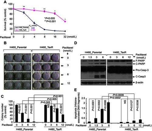 Figure 1 Identification of paclitaxel-resistant NSCLC cells.Notes: (A) Human NSCLC cells (H460_Parental and H460_TaxR) treated with indicated concentrations of paclitaxel for 72 h were subjected to cell viability assay. (B, C) H460_Parental and H460_TaxR cells were grown in triplicates in the absence or presence of indicated concentrations of paclitaxel for 2–3 weeks. The pictures and numbers of the cell colonies were obtained by the QuantiOne software of Fluor-STM Multimager. (D, E) H460_Parental and H460_TaxR cells were treated with indicated concentrations of paclitaxel for 24 hrs. Cells were collected and subjected to Western blot analyses of PARP, Casp-3 or β-actin (D), or apoptotic-ELISA (E).Abbreviations: F-PARP, full length of poly(ADP-ribose) polymerase; C-PARP, cleaved PARP; Pro-Casp-3, Caspase-3; C-Casp-3, cleaved caspase-3; ELISA, enzyme-linked immunosorbent assay.