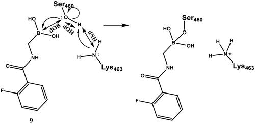 Scheme 6. Serine activation and attack on the boronic acid. Electron movements are shown by curly arrows. Interatomic distances used for defining reaction coordinates are shown with straight arrows.