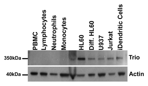 Figure 2. Trio expression in leukocytes and leukemic cell lines. Trio (350 kDa) protein expression in primary peripheral blood mononuclear cells (PBMC; lane 1), naïve lymphocytes (lane 2), neutrophils (lane 3) and monocytes (lane 4), followed by HL60, HL60 differentiated to neutrophil-like with 1.3% (v/v) DMSO, U937 cells, Jurkat and immature dendritic cells. Approximately 100,000 cells were loaded per lane. Actin (40 kDa) was used as a control for equal sample loading.