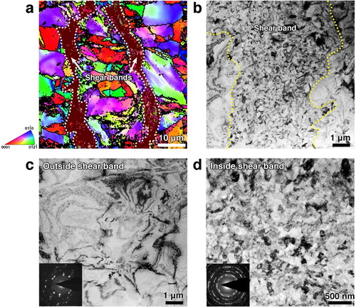 Figure 2. (a) Top-view EBSD IPF mapping of the machined strip. The shaded, narrow regions correspond to the shear bands. (b) A representative bright-field TEM micrograph covering a shear band and its neighborhood. The shear band boundaries are marked with dotted lines. (c) A bright-field TEM micrograph outside shear band and its corresponding SAED. (d) A magnified bright-field TEM micrograph in the center of a shear band and its corresponding SAED, showing the dramatically refined microstructure.