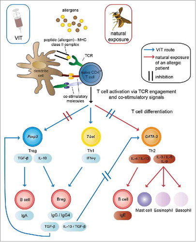 Figure 2. Mechanisms of venom-specific immunotherapy (VIT) compared with the allergic immune response. Venom allergens are injected into the skin, either by the allergy-causing insect (natural exposure) or by subcutaneous injection during VIT. Skin-resident dendritic cells take up the allergens, process them and present derived peptides in a complex with MHC class II molecules to allergen-specific naive CD4+ T cells. In a venom-allergic individual this leads to their differentiation into Th2 cells (key transcription factor: GATA-3), which secrete the cytokines IL-3, IL-5 and IL-9, contributing to the activation and degranulation of mast cells, eosinophils and basophils, as well as IL-4 and IL-13 which induce the production of IgE by B cells. These inflammatory processes elicit the allergic reaction and suppress a tolerogenic phenotype of the immune response, which can be observed in individuals not allergic to insect venom. A shift of this Th2-directed reaction toward a tolerogenic reaction is observed during VIT, characterized by the differentiation of allergen-specific naive T cells to Tregs (key transcription factor: Foxp3) and Th1 cells (key transcription factor: T-bet). The effector cytokines of Tregs and Th1 cells then lead to the suppression of Th2 cells and their inflammation-promoting functions, therefore causing desensitization of mast cells and basophils, as well as the induction of IgA-producing B cells and Bregs. These Bregs then produce protective blocking IgG4 antibodies, further enhance the differentiation of Tregs via TGF-β and can inhibit the differentiation of Th2 cells via IL-10 and TGF-β. Citation99,Citation100,Citation102-Citation104 Breg: regulatory B cell; Foxp3: Forkhead Box P3; GATA-3: GATA binding protein 3; Ig: Immunoglobulin; IL: interleukin; MHC: major histocompatibility complex; T-bet: T-Box 21; TCR: T cell receptor; TGF-β: Transforming growth factor β; Th: T helper cell; Treg: regulatory T cell; VIT: venom-specific immunotherapy.