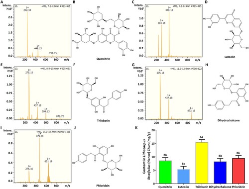 Figure 4. The main compounds constituted more than 73.80% of the total flavonoid content and included quercitrin, luteolin, trilobatin, dihydrochalcone, and phloridzin. A. Mass spectrum of quercitrin. B. Structural formula of quercitrin. C. Mass spectrum of luteolin. D. Structure of luteolin. E. Mass spectrum of trilobatin. F. Structure of trilobatin. G. Mass spectrum of dihydrochalcone. H. Structure of dihydrochalcone. I. Mass spectrum of phloridzin. J. Structure of phloridzin. K. Contents of the five major substances.