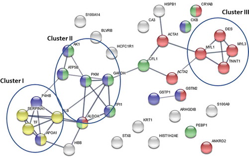 Figure 2. Pathway analysis for altered proteins in muscle from CWP/FM compared to controls [Citation81,Citation84]. The protein-protein interaction (PPI) enrichment analysis had a P-value < 1.0e-16, indicating that the proteins are at least partially biologically connected as a group. Three clusters were identified. Cluster I was dominated by proteins involved in platelet degranulation (yellow – four proteins: SERPINA1, TF, APOA1, and ALB). Cluster I included extracellular proteins that affect enzyme binding and ion binding. Proteins in cluster II (AK1, ATP5B, PKM, GAPDH, ALDOA, and TP11) were involved in small molecule metabolic process (blue) and phosphorylation (green). The four proteins in cluster II are enzymes. The proteins in cluster III were s involved in muscle system processes (red: MYL1, MYL3, DES, and TNNT1). Proteins in cluster III are part of the sarcomere, contractile fiber, myosin binding, and cytoskeletal protein binding.