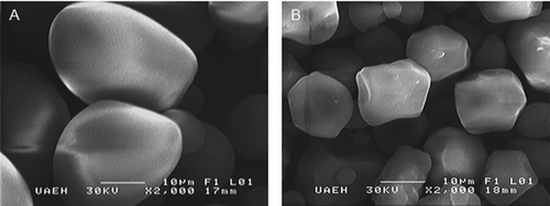 Figure 1. Micrographs (2000x) of native starches: (a) potato; (b) normal corn.