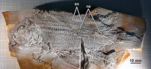 Fig. 5. Aphnelepis australis. RB 90 showing traces of supraneurals (sn), neural spines (ns) and haemal spines (hs) posterior to the thick rhombic ganoid scales of anterior section.