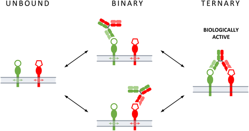 Figure 1. Binary- and ternary-binding modes of a bispecific antibody interacting with two targets on a cell surface.