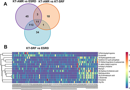 Figure 2 Differential intestinal metabolites among the KT-AMR, KT-SRF, and ESRD groups. (A) Wayne figures of overlapping and different metabolites among groups; (B) the heatmap of 14 differential intestinal metabolites in both the ESRD group and the KT-SRF group compared the KT-AMR group.