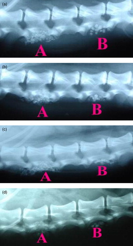 Figure 2.  X-ray radiographic observations at (a) 2 weeks, (b) 4 weeks, (c) 8 weeks, and (d) 12 weeks. Group A: HTPG/Osteoset® material. Group B: Osteoset® material alone.