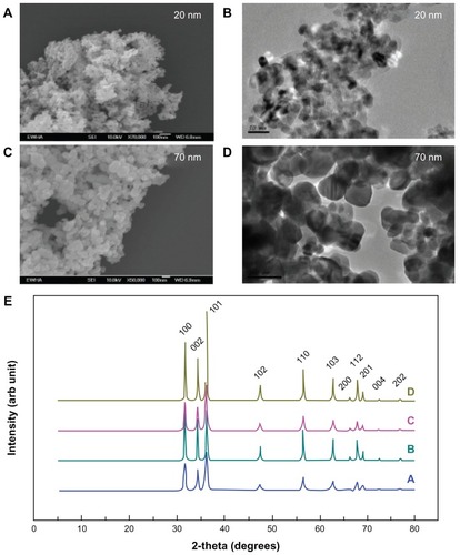Figure 1 SEM (A and C) and TEM (B and D) images of 20 nm and 70 nm ZnO nanoparticles, respectively. XRD patterns (E) for pristine 20 nm (A), pristine 70 nm (B), citrate-modified 20 nm (C), and citrate-modified 70 nm (D) nanoparticles.
