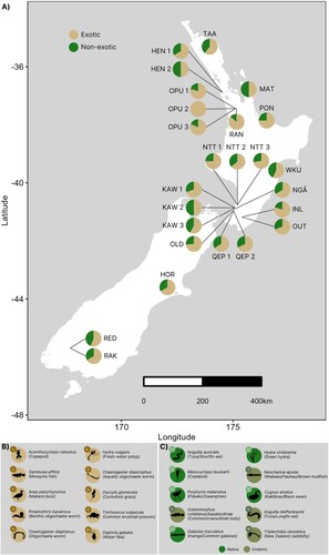 Figure 3. (A) Map of each wetland location, with pie graphs indicating the proportion of exotic versus non-exotic species. See Figure A3 for pie graphs of exotic versus native versus endemic ratio. Additional panels show the top 10 (B) exotic and (C) non-exotic (i.e. native or endemic) species across all wetland locations from the comprehensive dataset. Note that the ANO site was left off (see Methods) and is presented in Figure A3.