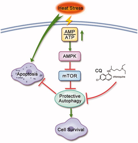 Figure 7. Schematic diagram of the mechanism of heat-induced autophagy that protects HCC cells from heat-induced apoptosis. Under heat treatment, ATP levels decrease, leading to an increase in the AMP/ATP ratio, which directly activates AMPKα by phosphorylation at Thr172 and then inactivates mTOR, leading to autophagy. Autophagy protects against heat treatment-triggered apoptosis. Inhibition of autophagy by CQ can enhance heat-triggered apoptosis. Arrows represent promotion events; blunt arrows indicate suppression events.