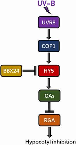 Figure 7. Model for GA involvement in UV-B-induced inhibition of hypocotyl elongation in Arabidopsis.