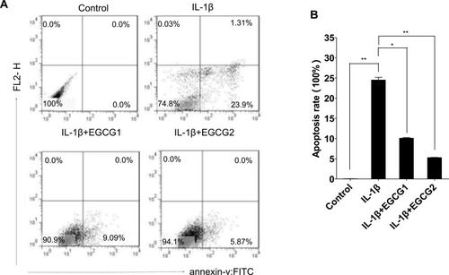 Figure 4 EGCG treatment decreased cell apoptosis in IL-1β-stimulated MIN6 cells. (A) Representative flow cytometry plots show percentages of early apoptotic cells (Annexin V-FITC+PI−), necrotic cells (Annexin V-FITC−PI+), late apoptotic cells and necrotic cells (Annexin V-FITC+PI+) and living cells (Annexin V-FITC−PI−) for each group of MIN6 cells receiving specified treatment (n ≥ 6 per group). (B) The bar charts show a summary of the statistical results in (A). Data are representative of 2 independent experiments and presented as mean ±SD; *p < 0.05, **p < 0.01. Significant differences were evaluated using one-way ANOVA with a post hoc test (Fisher’s least significant difference).