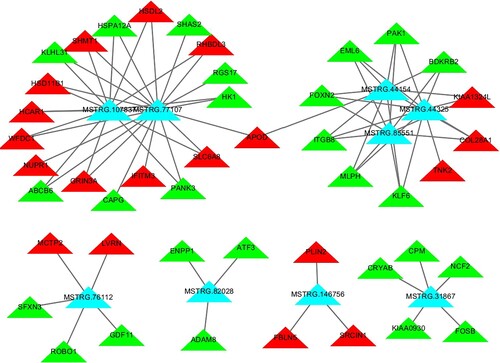 Figure 4. lncRNA and mRNA co-expression networks in subcutaneous adipose tissues of the acute cold stress group. The co-expression network consists of the top 10 up-regulated DE lncRNAs (blue rectangles) and the correlated 46 mRNAs (red or green triangles; red represents genes that were up-regulated, and green represents genes that were down-regulated).