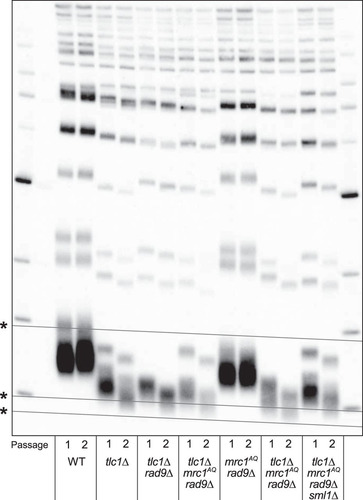 FIG 7 The ETI mrc1AQ rad9Δ synthetic phenotype and sm1Δ rescue cannot be explained by changing telomere lengths or accelerated senescence. Shown is Southern blot analysis of terminal XhoI restriction fragments. DNA was probed with an α-32P-labeled 5′-(TGTGGG)4-3′ Y′-specific probe. The lowest band represents the DNA fragment containing the terminal telomeric repeats. Telomere lengths for the first (1) and second (2) passages after sporulation of a diploid heterozygous strain are represented for all the genotypes. *, grid lines are added to reveal the inherent “smile” in the gel and to allow better comparison of lanes.