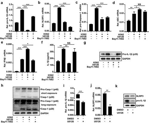 Figure 5. U0126 specifically inhibits IAV-induced NLRP3 inflammasome activation by downregulating pro-IL-1β mRNA. (a–h) H3N2 (MOI = 2) infected THP-1 macrophages for 24 h, and then the cells were stimulated with U0126 (10 μM) or Bay11–7082 (20 μM) for 6 h. the mRNA levels of the indicated genes (a–e) were analyzed by qPCR. Secreted IL-1β protein was detected by ELISA assay (f). Pro-IL-1β and GAPDH proteins were detected by Western blotting (g). Pro-Caspase-1, mature Caspase-1, and GAPDH proteins were detected by Western blotting (h). THP-1 macrophages were treated with DMSO or U0126 (10 μM). the mRNA levels of the indicated genes (i–j) were analyzed by qPCR, while the indicated protein levels were analyzed by Western blotting (k).