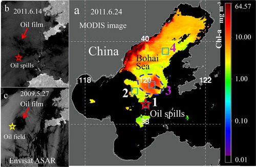 Figure 6 Satellite images. (a) MODIS image of Chl-a on June, 24 2011, 20 days after the Penglai oil spills. Black areas are covered by clouds, or missing data. Gray area indicates the land. Thin white curve represents coastline. Numbers 1–4 represent the four boxes. Both red pentagram and “1” indicate the location of the oil spills. The algal bloom is marked by the blue dashed line. (b) Envisat ASAR image of the location of some oil slick on 14 June 2011. (c) Envisat ASAR image on 27 May 2009. Red pentagram is the location of the oil spills and the red arrow points to the location of oil slick. Yellow pentagram is the Penglai 19-3 Oilfield.