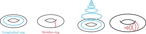 Figure 6. (left) A torus longitude and a torus meridian. (right) A longitude contracting to a point in the 3D exterior of a torus embedded in R3, and a meridian contracting to a point in the 3D interior of that torus.