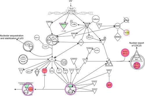 Figure 10 PLB regulates cell cycle at G2/M checkpoint in PC-3 cells.