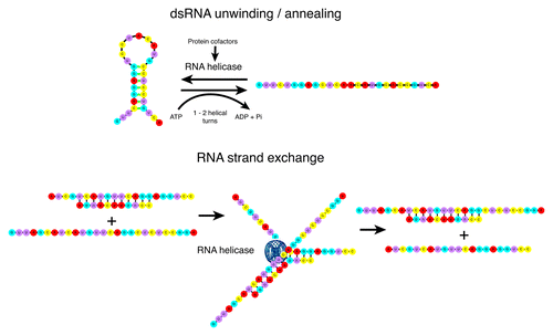 Figure 2. RNA helicases and RNA structure remodeling. The majority of RNA helicases are believed to rearrange RNA structure by unwinding dsRNA into ssRNA. Relatively few also catalyze annealing of complementary ssRNA into dsRNA, the annealing and unwinding activities combining to promote RNA strand exchange. These processes require ATP hydrolysis, not for the structure rearrangement but for helicase association with the RNA substrate.Citation2,Citation127,Citation128 Unwinding generally occurs over short distances, 1–2 helical turns,Citation3 however protein cofactors can increase the processivity and also contribute to RNA substrate specificity.