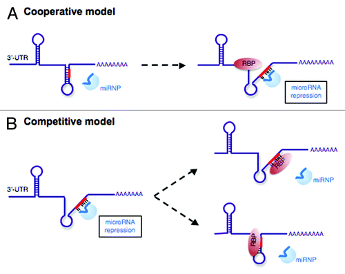 Figure 1. Ribonucleosome model depicting miR/RBP interplay in the regulation of the same target mRNA. (A) Cooperative model: RBPs can enhance the effect of miRNAs on shared target mRNAs and function as guides that mediate the opening of the structure, thereby allowing interaction between miRNAs and their low-accessibility targets. (B) Competitive model: RBPs can counteract miRNA regulation of target mRNAs by recognizing binding sites that overlap or are very close to the sequence bound by the “seed” region of the miRNAs hampered. On the contrary, in the context of non-overlapping sites, competition could occur by steric hindrance or by non-steric hindrance involving changes in the secondary structure of the mRNA.