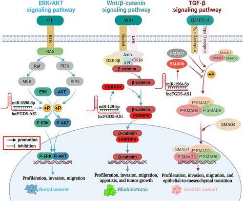 Figure 3. Mechanism of FGD5-AS1 in various cancer.