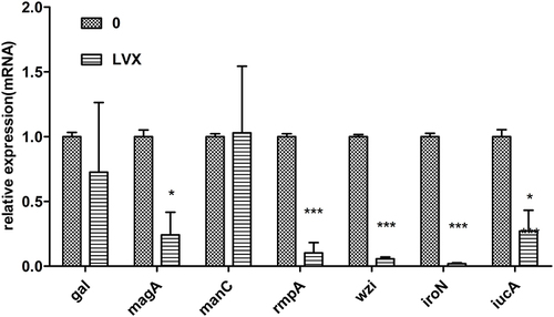 Figure 4 LVX represses the transcription of capsular and other virulence genes in B16. qRT-PCR was performed to analyze the transcriptional levels of gal, magA, manC, rmpA, wzi, iroN and iucA genes. Bacterial cultures with or without LVX were grown at 37°C for 8 h. 16S rRNA was used as a reference gene for normalization. Data represent the mean of three independent experiments performed in triplicates. Statistically significant with respect to the hvKp grown in MHB medium without LVX. *p < 0.05, ***p < 0.001.