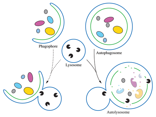 Figure 1. Premature fusion of a phagophore with a lysosome (left) would not deliver the cargo into the lysosome lumen. STX17 (not depicted) only associates with the completed autophagosome. By preventing fusion until autophagosome completion (right), STX17 ensures that the cytoplasmic cargo is exposed to the degradative content of the lysosome.