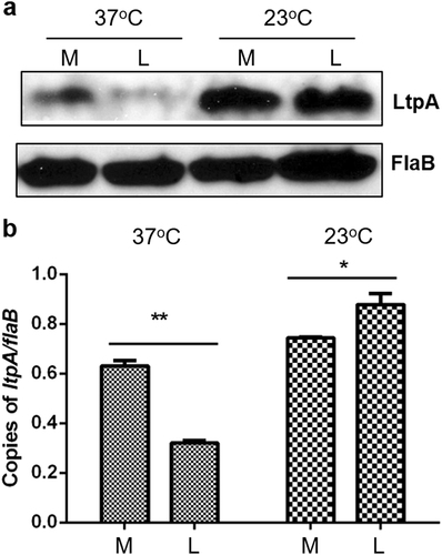 Fig. 1 Influence on LtpA level by temperature and growth phase.B. burgdorferi strain 5A4NP1 was cultured in BSK-II medium at 37 °C or 23 °C. Spirochetes were collected at the mid-log phase (M, 107 spirochetes/ml) or late-log phase (L, 108 spirochetes/ml) then processed for immunoblot (a) and qPCR analyses (b). Levels of FlaB protein and flaB mRNA served as internal controls. *, p < 0.05; **, p < 0.01