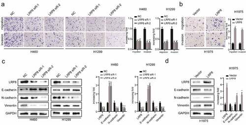 Figure 3. LRP8 enhanced the metastasis of NSCLC cells. (a) Transwell analysis was performed to compare the metastasis potential in the LRP8 knockdown group. (b) H1975 cells migration and invasion capability were detected by transwell assays. The expression of proteins related to metastasis in H1299 and H460 cells (c) and H1975 cells (d) were detected by Western blotting. **p < 0.01. At least three replicate experiments were performed, and the final results were presented as mean ± SD.