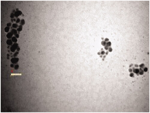 Figure 6. TEM images of silver nanoparticles. (Bar: 100 nm).