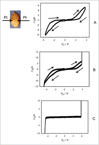 Figure 4. Cyclic voltammetry of imbibed (A, B) and dry dormant (C) Cucurbita pepo L., cv. Cinderella seeds without coats. Bipolar sinusoidal waves with amplitude of ± 4.5 V (A) and ± 5.5 V (B, C) were applied from a function generator. The frequency of the electrostimulation was 1 mHz (1000 scans/s, 1,000,000 scans). Platinum electrodes were inserted directly in a seed.