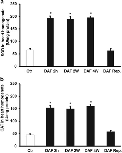 Figure 8 . Estimation of oxidative stress in rat hearts using SOD and CAT levels. (A) SOD in cardiac muscle samples after DAF administration for 2, 4 weeks, or 2 h before sacrifice or reperfusion compared with the levels in the control group (n = 4). (B) CAT in cardiac muscle samples after DAF administration for 2, 4 weeks, or 2 h before sacrifice or at reperfusion ompared with the levels in the control group (n = 4). SOD, superoxide dismutase; CAT, catalase; Ctr, control; DAF 2 h, Daflon infusion 2 h before sacrifice; DAF 2W, Daflon administration or 2 weeks; DAF 4W, Daflon administration for 4 weeks. *P < .05 compared with the respective controls.