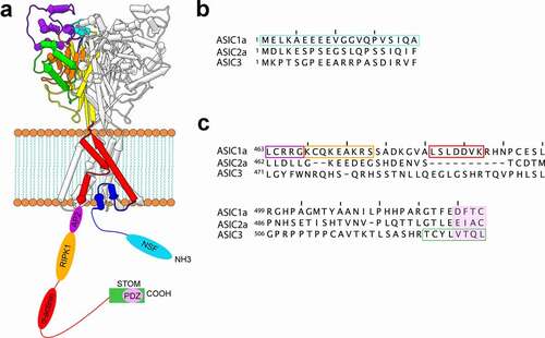 Figure 2. Binding partner interaction sites on ASICs. A) Schematic representations of ASIC with the N- and C-termini depicted as unstructured strands with the hypothesized binding sites for a number of binding partners shown. B) Aligned sequences of the N-termini of ASIC1a, ASIC2a, and ASIC3 from rat showing the putative NSF binding site in cyan. C) Aligned sequences of the C-termini of ASIC1a, ASIC2a, and ASIC3 showing putative binding sites for a number of proteins. The color of the boxes matches the color of the binding sites in panel A