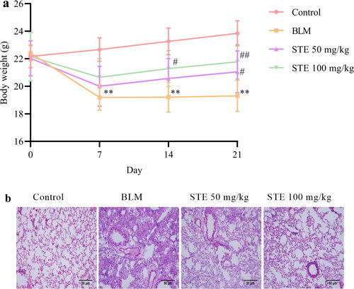 Figure 1. Effect of STE on bleomycin-induced pathological changes. (a) Effect of STE on body weight. (b) HE staining of the lung (200×). n = 6 for each group. *p < 0.01 vs. control; #p < 0.05 and ##p < 0.01 vs. BLM.