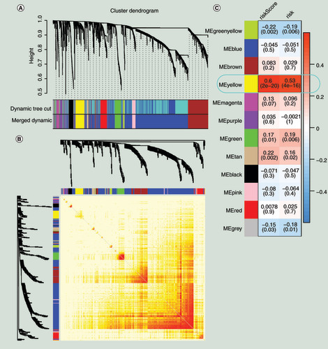 Figure 4. Results of weighted correlation network analysis. (A) Gene modules divided by weighted correlation network analysis. (B) The heatmap for the topological overlap measure adjacent matrix. The darker the color, the higher the genetic similarity. (C) Identification of the key module.