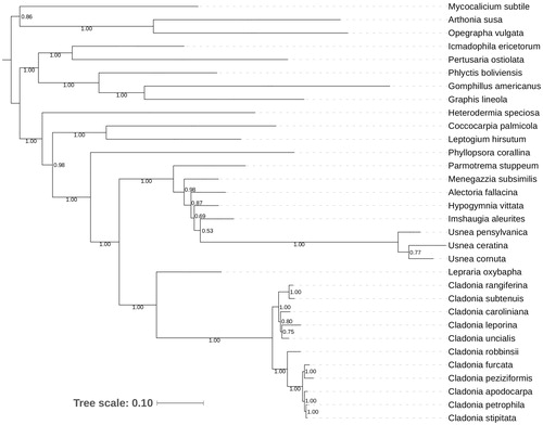 Figure 1. Majority rule consensus tree inferred from Bayesian analyses of five concatenated mitochondrial genes (cox3, nad2, nad4, cox1, cox2) from 11 Cladonia species (data herein assembled) plus several additional taxa whose sequences were downloaded from GenBank (and originally generated by the authors). Numbers indicate posterior probabilities. Branch lengths represent the number of substitutions per site per unit time (scale below). Tree was rooted using M. subtile [Eurotiomycetidae] as well as A. susa and O. vulgata [Arthoniomycetidae].