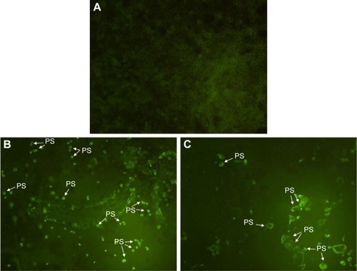 Figure 9 Early apoptosis validation.