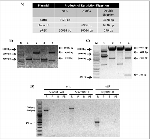 Figure 3. Analysis of plasmidial co-integrates in E. coli JM109. A. Predicted size of the plasmids restriction digestion products using AatII or HindIII individually, or in a double digestion. B. Restriction digestion products of the plasmids extracted from a selected control colony grown in the absence of arabinose (not induced). M, 1 Kb ladder; lane 1, undigested total plasmidial DNA; lane 2 digestion with HindIII (pInt-attP linearized); lane 3 restriction pattern with AatII (pattB linearized); lane 4 double digestion with AatII and HindIII. C. Restriction digestion products of the plasmids extracted from a selected experimental colony grown with arabinose (induced). M, 1 Kb ladder; lane 1, undigested total plasmidial DNA; lane 2 restriction pattern with AatII (pattB and pREC linearized); lane 3 digestion with HindIII (pInt-attP and pREC linearized); lane 4 double digestion with AatII and HindIII. In all digestion experiments an approximately 10 kbp band that corresponds to the linearized pREC is observed (C). D. PCR products from att regions of pREC. The DNA templates were: R, total plasmidial DNA from a liquid culture induced with arabinose; P, purified pInt-attP; B, purified pattB; PB, both purified plasmids pInt-attP and pattB mixed together (see Fig S4 for details on PCR primers).