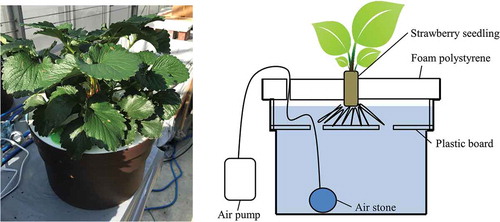 Figure 1. Strawberry cultivation in a small hydroponic equipment (Kyowa Co., Ltd., Osaka, Japan), using the Japanese strawberry cultivars ‘Benihoppe’ and ‘Kirapika.’.
